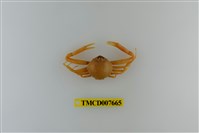 藏品(象牙長螯蟹)的圖片